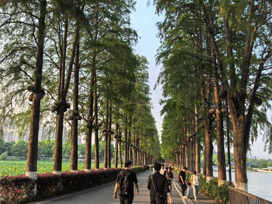 武汉休闲效果好不好？996朋友亲测：去东湖骑行真能解压